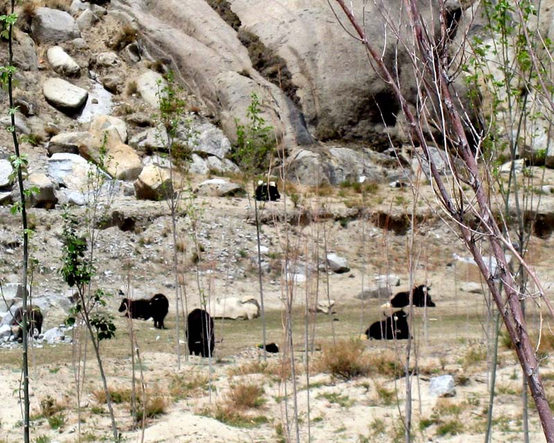 2007_05_16_Lhasa 002