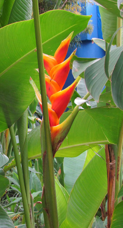 2011-02-26 Costa Rica 015