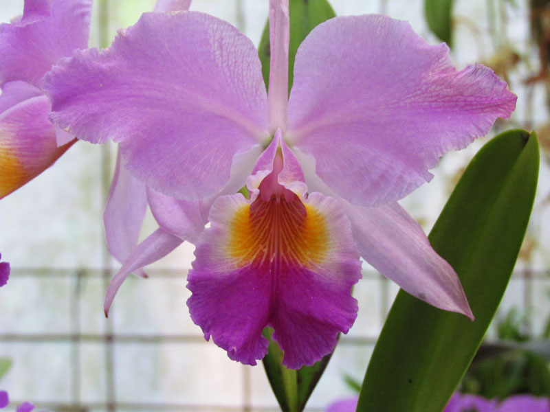 2011-02-26 Costa Rica 046