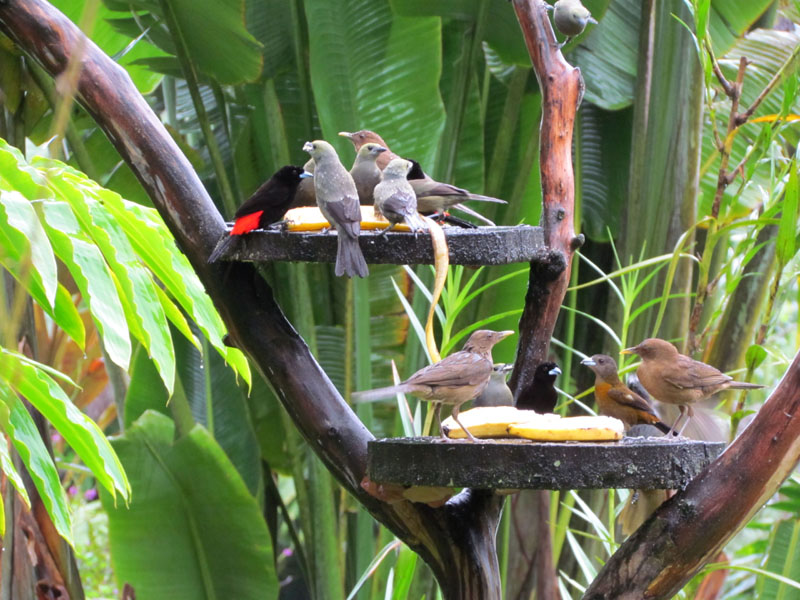 2011-03-01 Costa Rica 018