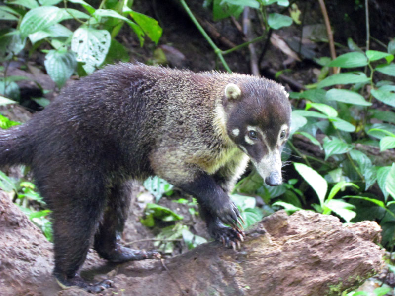 2011-03-01 Costa Rica 032