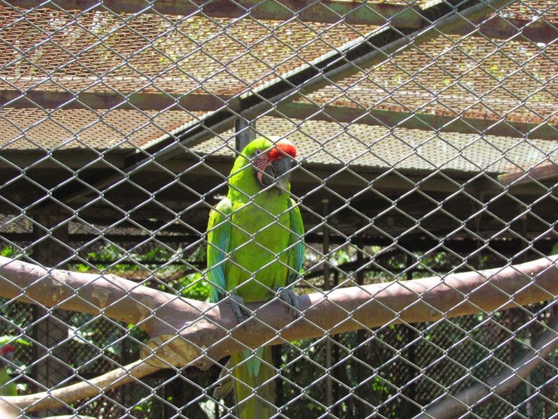 2011-03-04 Costa Rica 089