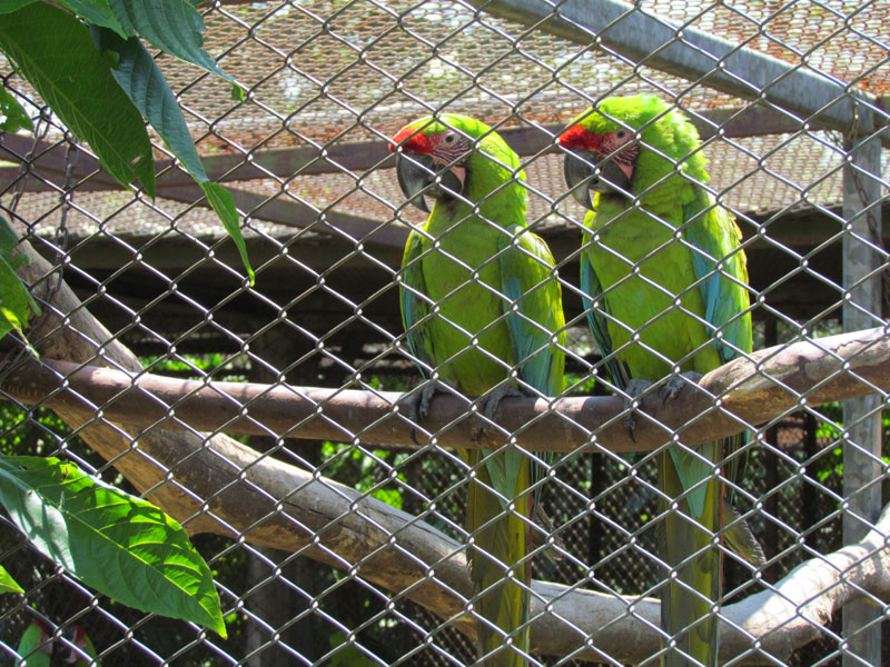 2011-03-04 Costa Rica 091