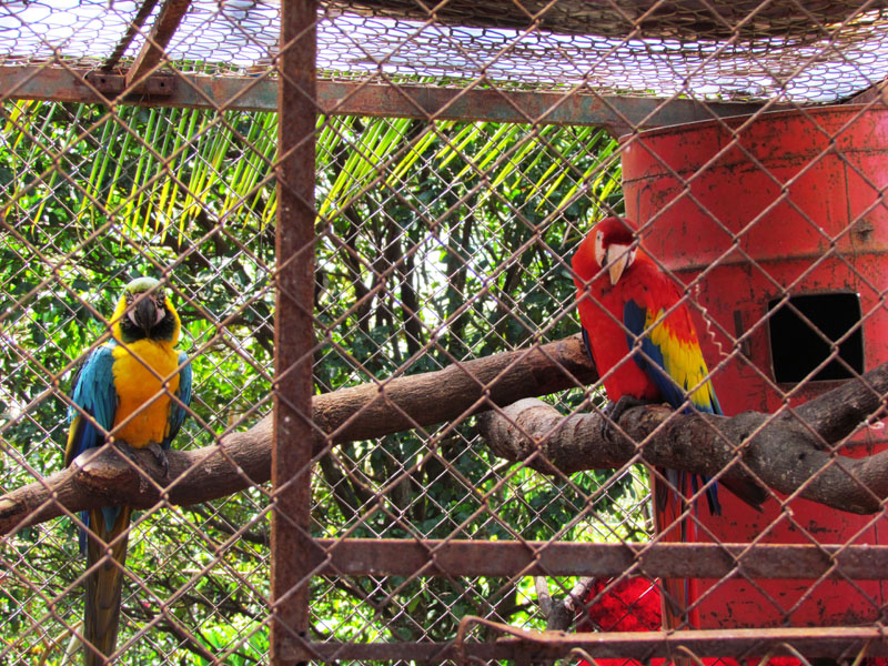 2011-03-04 Costa Rica 092